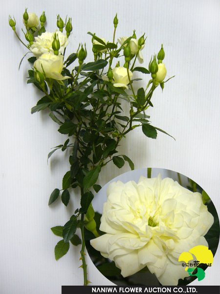 Rosa(Spray) Green Ice(Mini Type).jpg